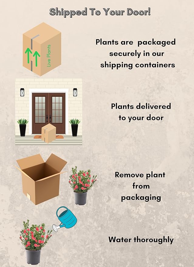 1 Gallon Fashion Azalea Shrub