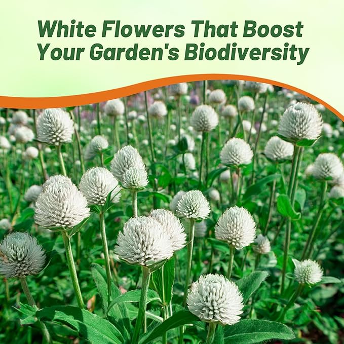 Outsidepride 2000 Seeds Annual White Gomphrena Globosa Flower Seed for Planting