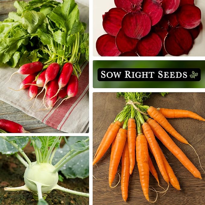 Sow Right Seeds - Root Vegetable Collection for Planting - Individual Packets of Beet, Carrot, Kohlrabi, Radish & Turnip - Non-GMO Heirloom Seeds to Plant an Outdoor Home Vegetable Garden