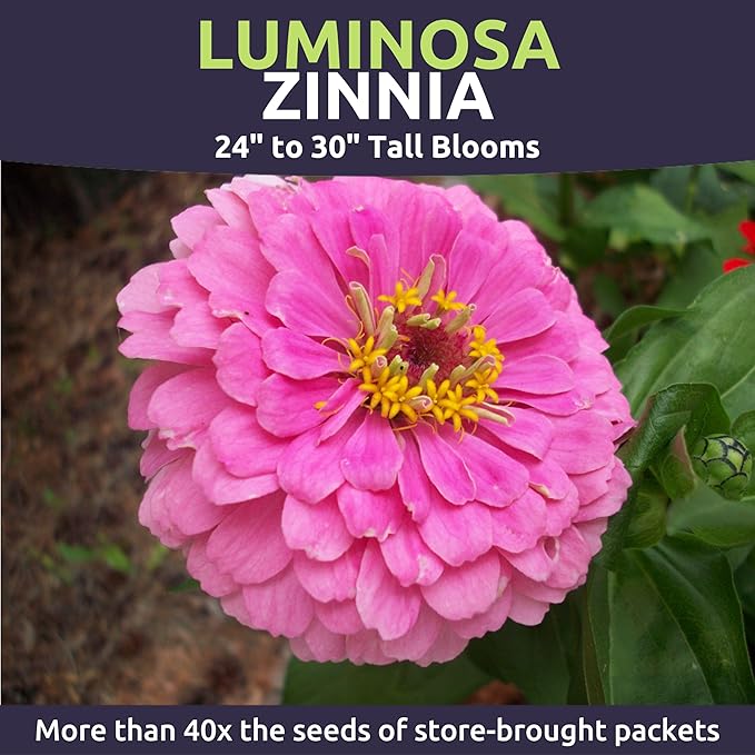 Zinnia Luminosa - Bulk 1/4 Pound Pouch - 15,000 Flower Seeds for Planting - Zinnia elegans