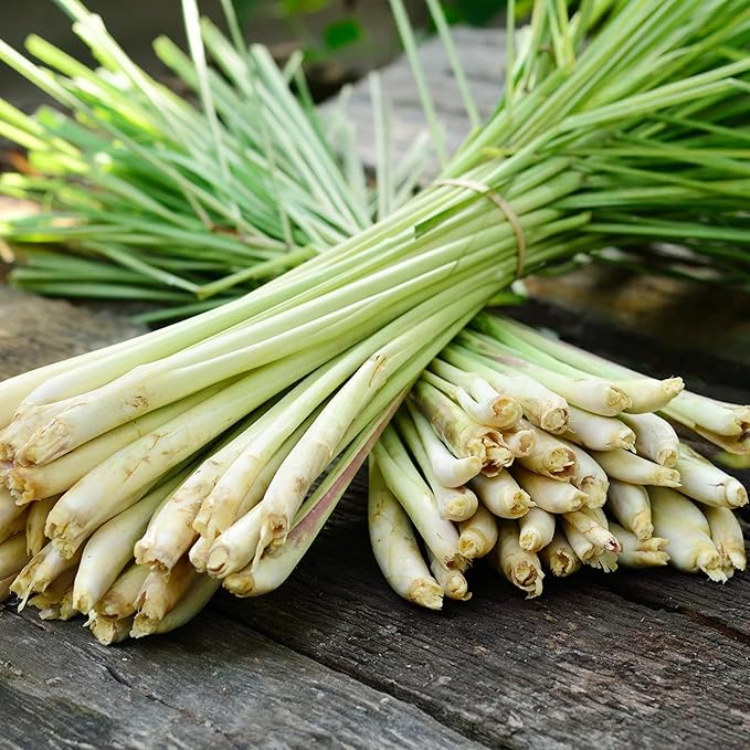 Lemongrass Seed for Planting - Non-GMO Heirloom Seeds - Grow Lemon Fresh Asian Lemongrass Plants in Your Home Vegetable Garden