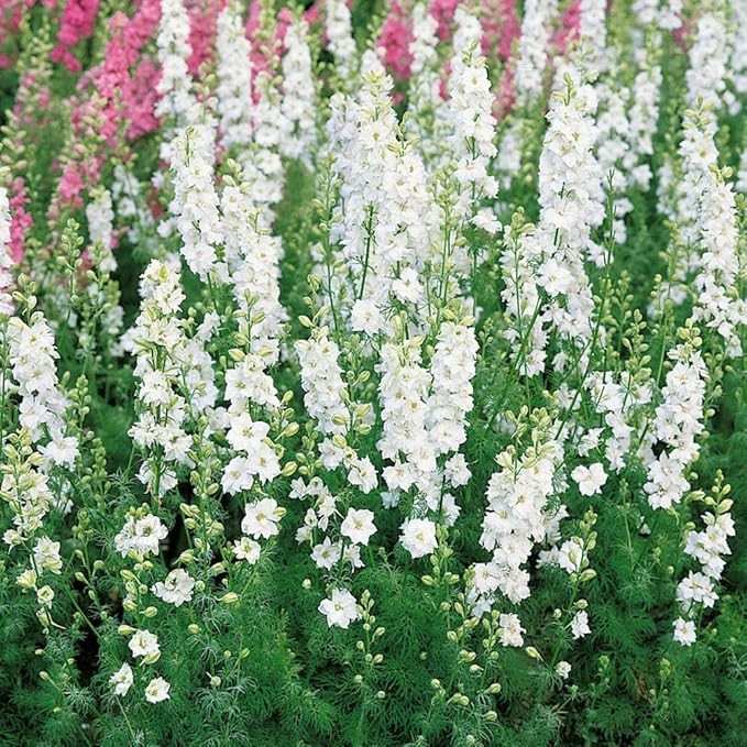 Outsidepride 1000 Seeds Delphinium White Larkspur Flower Seeds for Planting