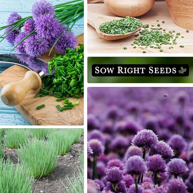 Sow Right Seeds - Common Chives Seed for Planting - Non-GMO Heirloom Packet with Instructions to Plant and Grow Kitchen Herb Garden Indoor or Outdoor - Mild Onion Flavor (3)