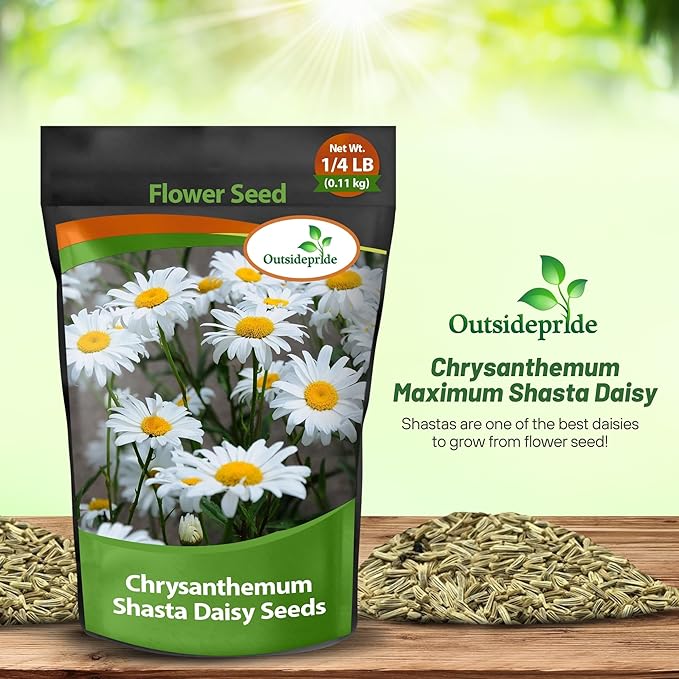 Outsidepride Shasta Daisy Chrysanthemum Seeds - 1/4 Lb. Perennial Deer Proof, Drought Tolerant, Wildflower Seeds for Pollinator Gardens, Cut Flowers & Water-Efficient, Low Maintenance Landscaping