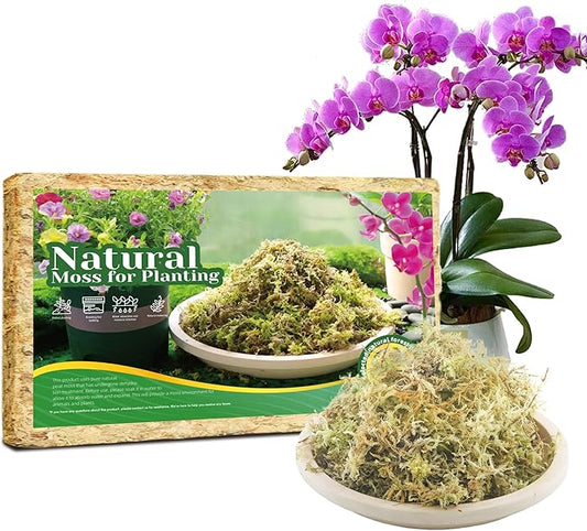 6Oz Sphagnum Moss for Plants Indoor, Premium Peat Moss for Reptiles Terrarium-6 Quarter, Natural Long Fiber Orchid Moss for Repotting Propagation Succulent Sarracenia Carnivorous Gardening
