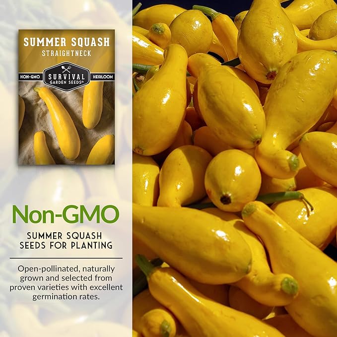Survival Garden Seeds - Straightneck Summer Squash Seed for Planting - Packet with Instructions to Plant and Grow Yellow Squash in Your Home Vegetable Garden - Non-GMO Heirloom Variety