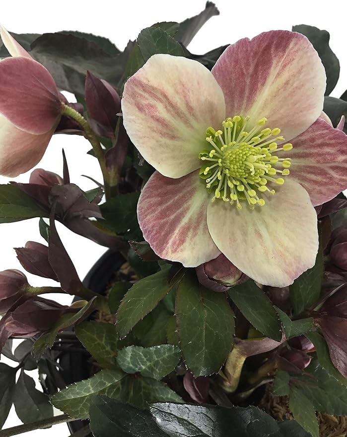 Gold Collection Merlin Lenten Rose - Helleborus Merlin - 19cm