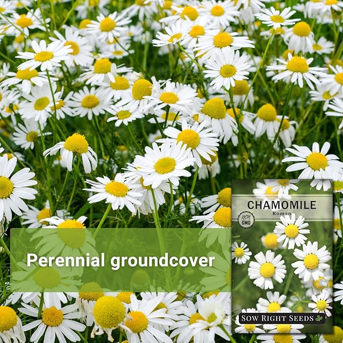 Sow Right Seeds - Roman Chamomile Seeds for Planting - Non-GMO Heirloom Packet with Instructions to Grow an Herbal Tea Garden - Indoors or Outdoor - Low Growing with Small Daisy-Like Blooms (3)