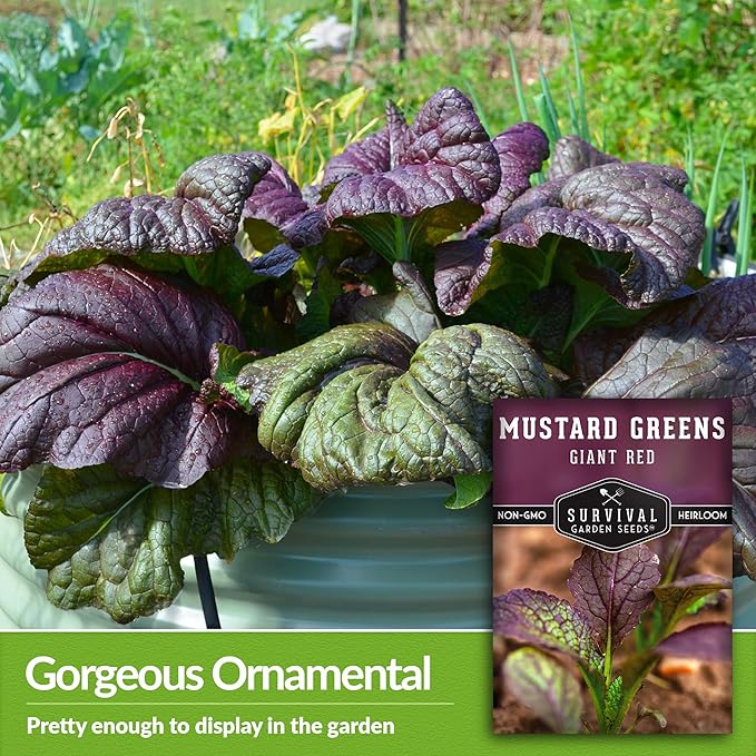 Survival Garden Seeds - Giant Red Mustard Greens Seed for Planting - 2 Packs with Instructions to Plant and Grow Spicy Brassica Juncea Leaves in Your Home Vegetable Garden - Non-GMO Heirloom Variety