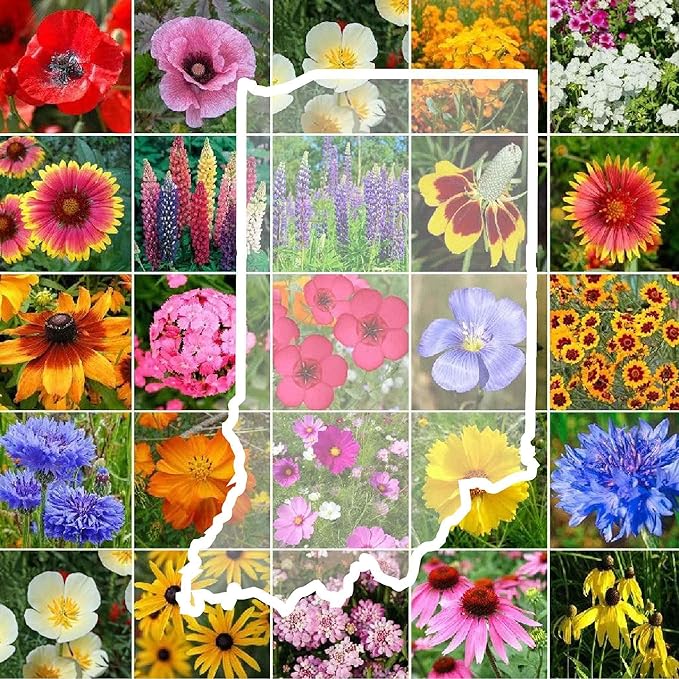 Eden Brothers Indiana Wildflower Mixed Seeds for Planting, 1 lb, 480,000+ Seeds with Sweet William, Cornflower | Attracts Pollinators, Plant in Spring or Fall, Zones