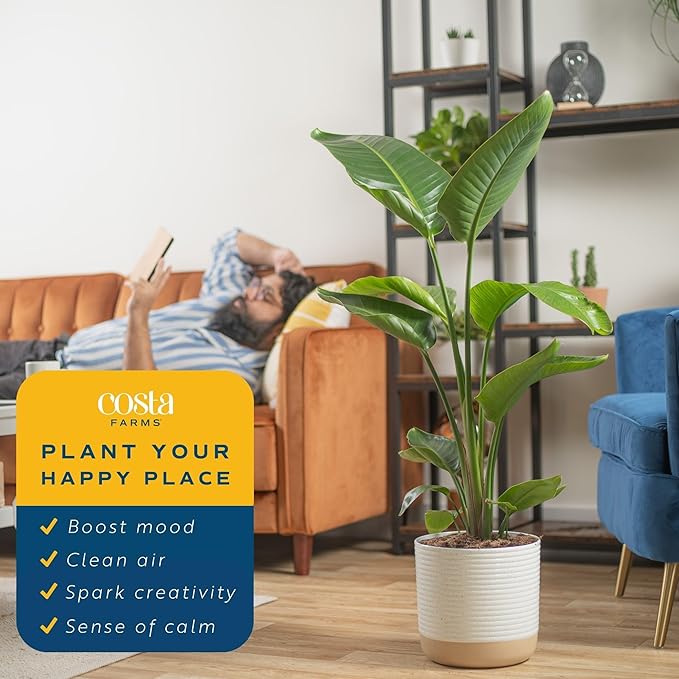 Costa Farms White Bird of Paradise, Strelitzia nicolai, Live Indoor Plant in Décor Planter Pot, Air-Purifying Tropical Houseplant, Housewarming Gift, Living Room, Office, and Home Decor, 3-4 Feet Tall