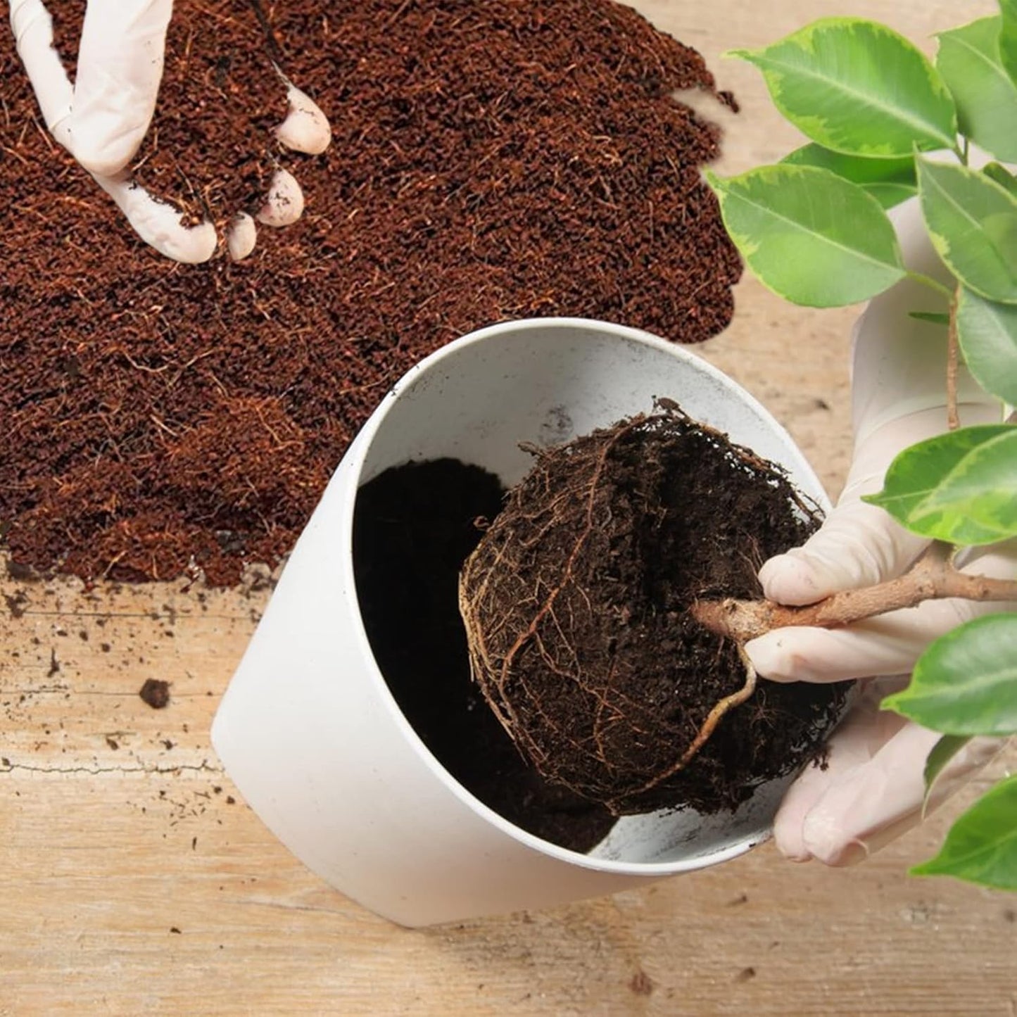 Home and Country Triple Washed Compressed Coco Coir Brick (20 LBS) - Coco Fiber is an Ideal Compost Starter for Your Home Garden. Coco Coir Bricks Provide Organic Alternative to Peat Moss for Plants.