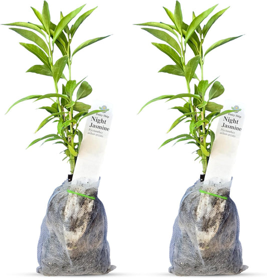 Night Blooming Jasmine Live Plant - Cestrum Nocturnum. Fragrant Flowering Shrub for Garden, Patio or Window (2 ngt.jas sacs)