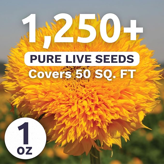 Dwarf Teddy Bear (Sungold) Sunflower - Large 1 Ounce Packet - 1,250 Flower Seeds for Planting - Helianthus annuus