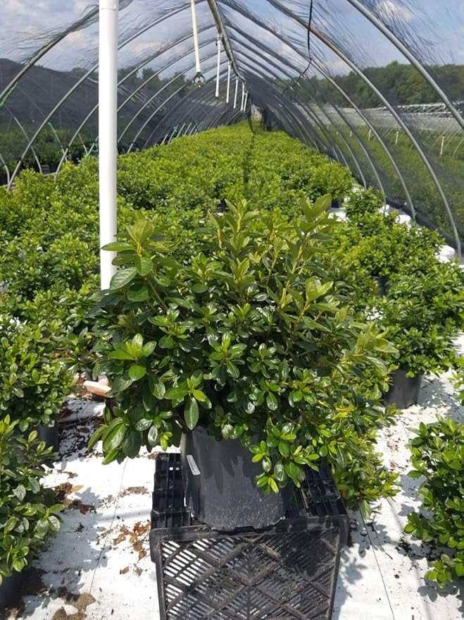 Azalea 'Delaware Valley White' (Azalea) Shrub, white flowers, #3 - Size Container