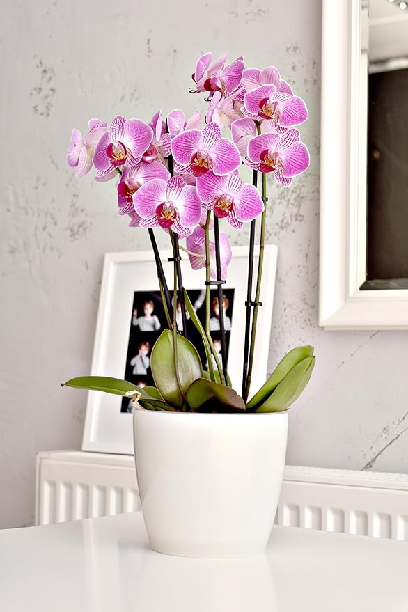 SMEREKA 6-Inch Orchid Pot Set with Drainage Holes - Inner and Outer Pots for Optimal Orchid Growth