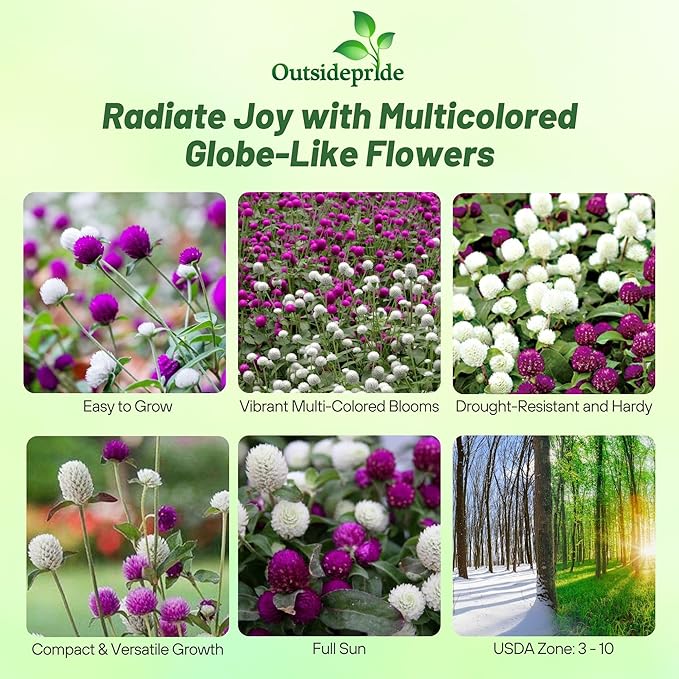 Outsidepride 1000 Seeds Annual Gomphrena Globosa Flower Seed Mix for Planting