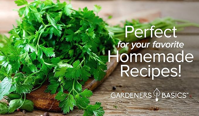 Gardeners Basics, Parsley Seeds for Planting, Italian Flat Leaf is A Heirloom, Open-Pollinated, Non-GMO Herb Variety- Great for Indoor and Outdoor Gardening and Herbal Tea Gardens