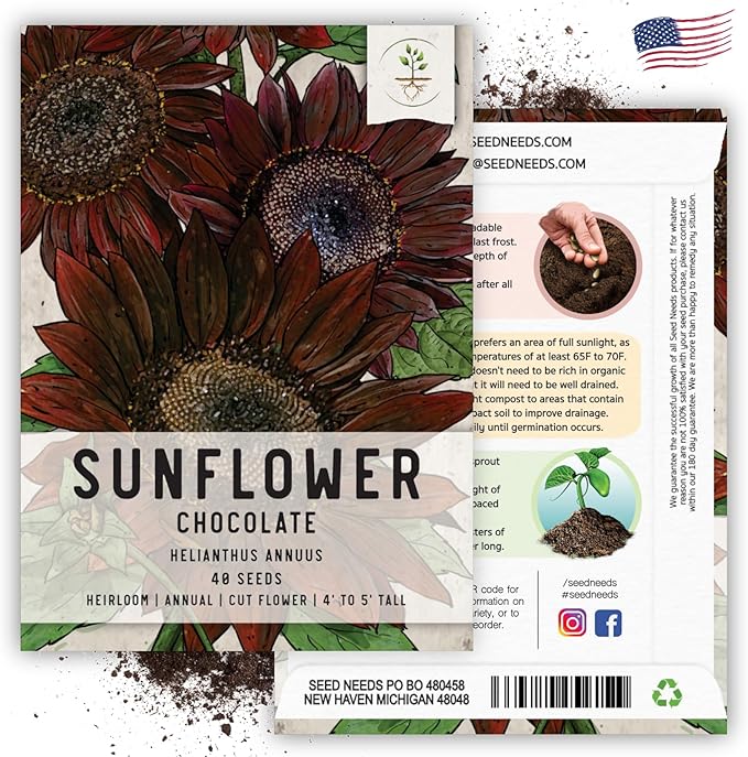 Seed Needs, Chocolate Sunflower Seeds - 40 Heirloom Seeds for Planting Helianthus annuus - Annual Flowers to Plant Outdoors, Attracts Bumblebees and Butterflies, Great as a Cut Flower (2 Packs)