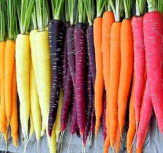 Rainbow Carrot Seeds for Planting Heirloom Non GMO Packets 750 Seeds – Plant & Grow Rainbow Carrots in Home Outdoor Garden, Great Gardening Gift – 5 Packets