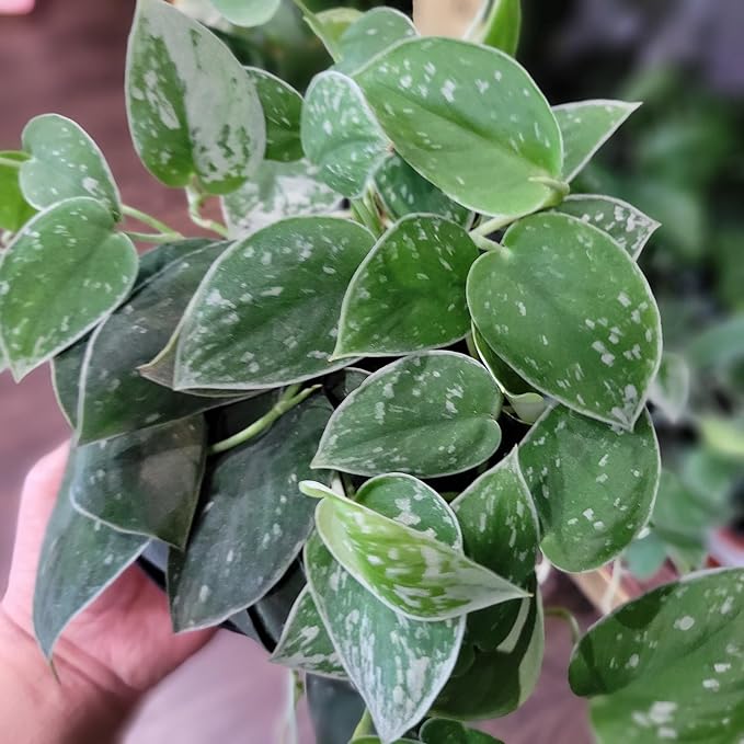 Scindapsus Sterling Plant Potting Soil - Enhance Variegation and Health with Professional Grade Nutrient-Rich Mix - 3 Quart