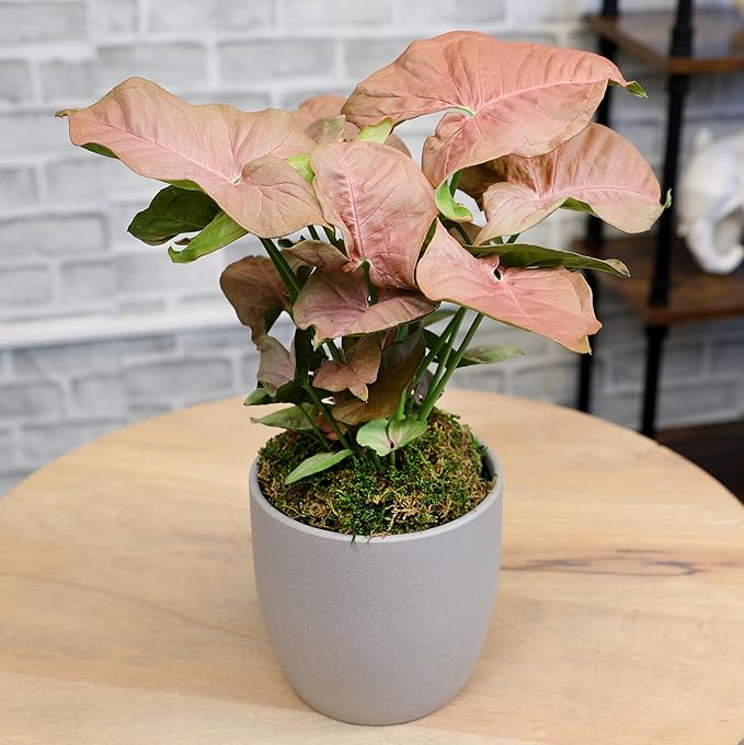 Arrowhead Plant/Syngonium Plant Live Plant Decor, Office Desk Plant, Live Indoor House Plants, Decorative Plants, House Plants Indoors Live Plants Indoor Plants Live Houseplants by Plants for Pets