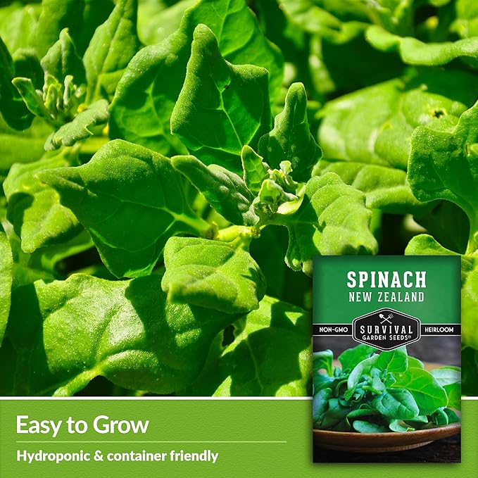 New Zealand Spinach Seed for Planting - 2 Packets with Instructions to Plant & Grow Tetragonia Tetragonoides in Your Home Vegetable Garden - Non-GMO Heirloom Variety - Survival Garden Seeds