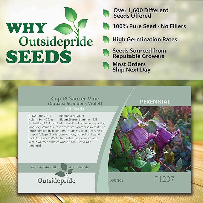 Outsidepride 100 Seeds Perennial Violet Cobaea Cup & Saucer Vine Flower Seeds for Planting