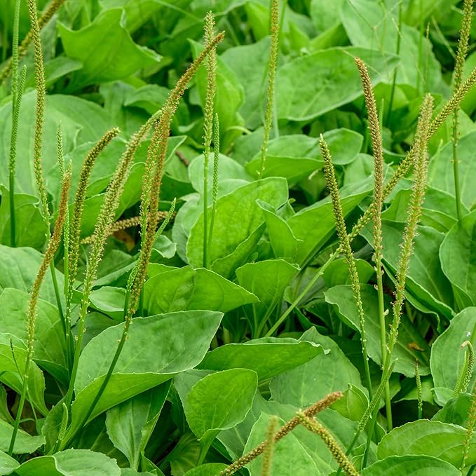 Outsidepride 10000 Seeds Perennial Common Green Plantain Herb Garden Seed for Planting