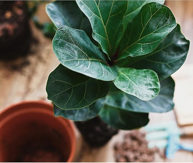 Premium Fiddle Leaf Fig Tree Soil (12 Quarts) - Expert Formula for Vibrant Growth - Nutrient-Rich Potting Mix, Specifically Designed for Healthy Indoor, Outdoor, and Potted Fiddle Fig Plants