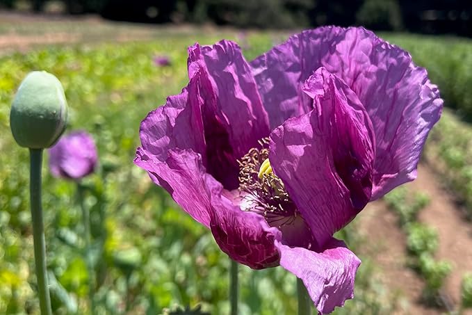 Plant Good Seed Organic Hungarian Poppy Seeds - Pack of 250 Heirloom Seeds for Planting Flowers - Gardening Supplies, Herb Garden, Wildflower, Flower Seeds to Plant Outside - Non-GMO, from USA