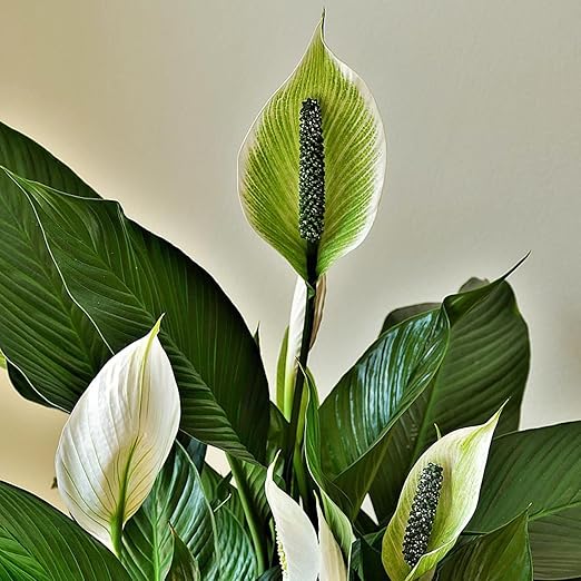 Professional Liquid Peace Lily Plant Fertilizer | 3-1-2 Concentrate for Plants and Flowers | Multi-Purpose Blend & Gardening Supplies | 8 oz Bottle