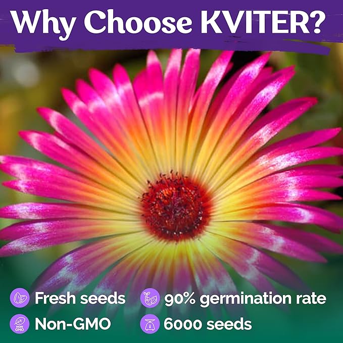KVITER 6,000 Ice Plant seeds (Dorotheanthus Bellidiformis) – Livingstone Daisy Flower Seeds, Annual Heirloom seeds – Perfect Flowering Ground Cover seeds for Planting In Garden, Rock Beds & Containers
