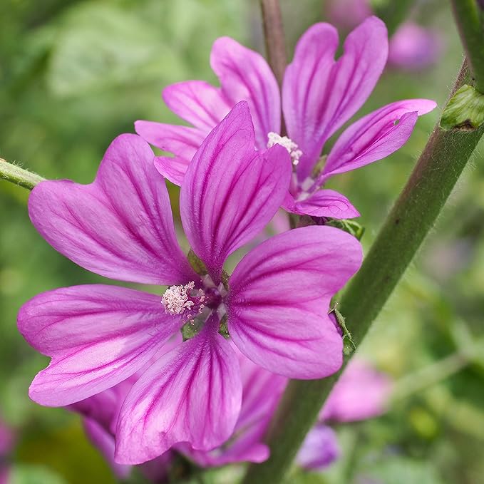 Outsidepride 1000 Seeds Perennial Malva Sylvestris Purple French Hollyhock Zebrina Flower Seeds for Planting