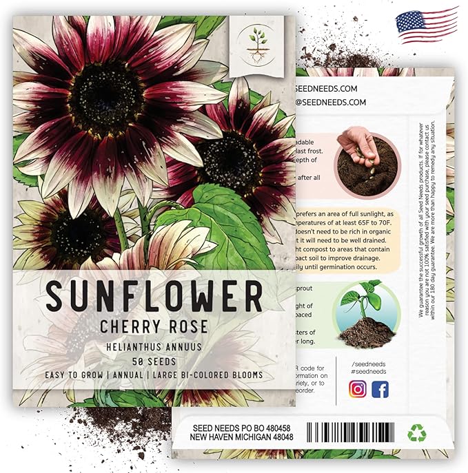 Seed Needs, Cherry Rose Sunflower Seeds - 50 Hybrid Seeds for Planting Helianthus annuus - Bi-Color Blooms for an Outdoor Butterfly Garden, Great Cut Flowers (5 Packs)