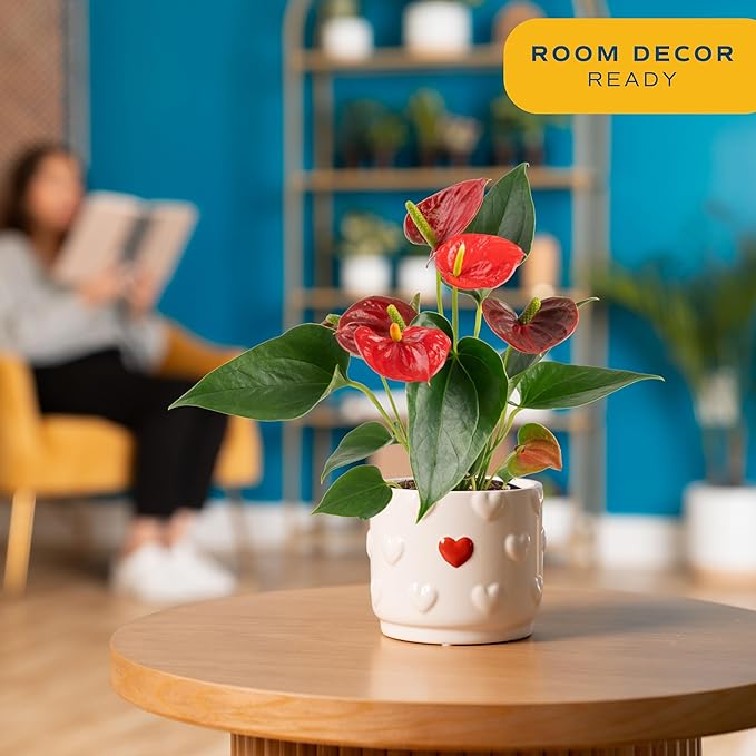 Costa Farms Anthurium Plant, Live Indoor Houseplant with Red Flowers, Easy Grow Flowering House Plant in Cute Décor Pot, Birthday, Housewarming, Get Well Soon, Home, Room, Office Décor, 12-Inches Tall