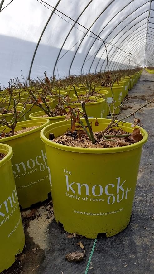 Green Promise Farms Rosa `Knock Out` (Reblooming) Rose, #3 Size Container, red flower