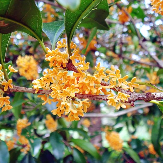 Osmanthus Fragrans Seeds Fragrant Olive, Sweet Olive Hardy Evergreen Shrub Drought Tolerant Hedges Screens Specimen Plants Containers Outdoor 20Pcs Flower Seeds by YEGAOL Garden