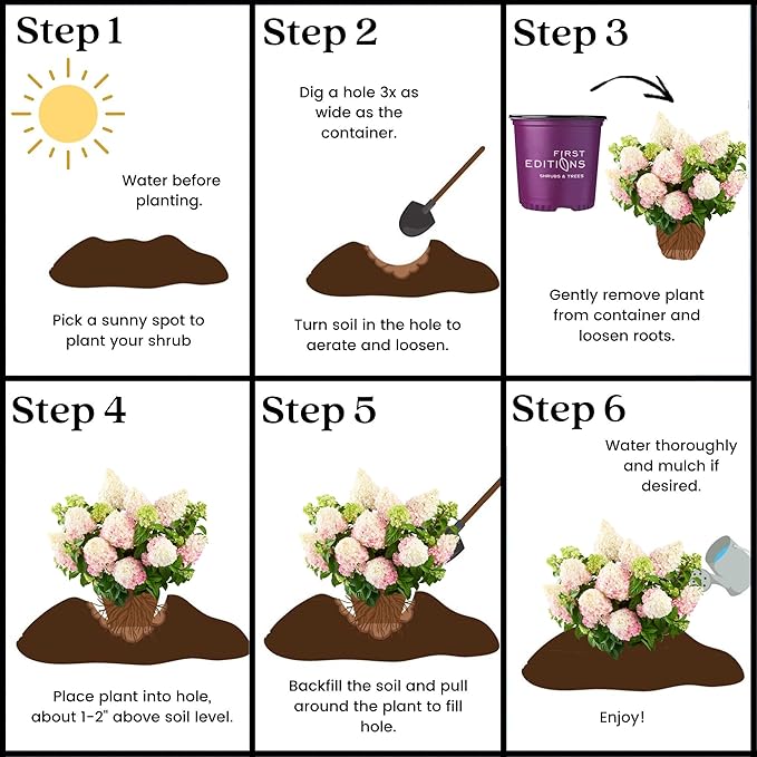 3 Gallon First Editions Hydrangea Vanilla Strawberry Shrub