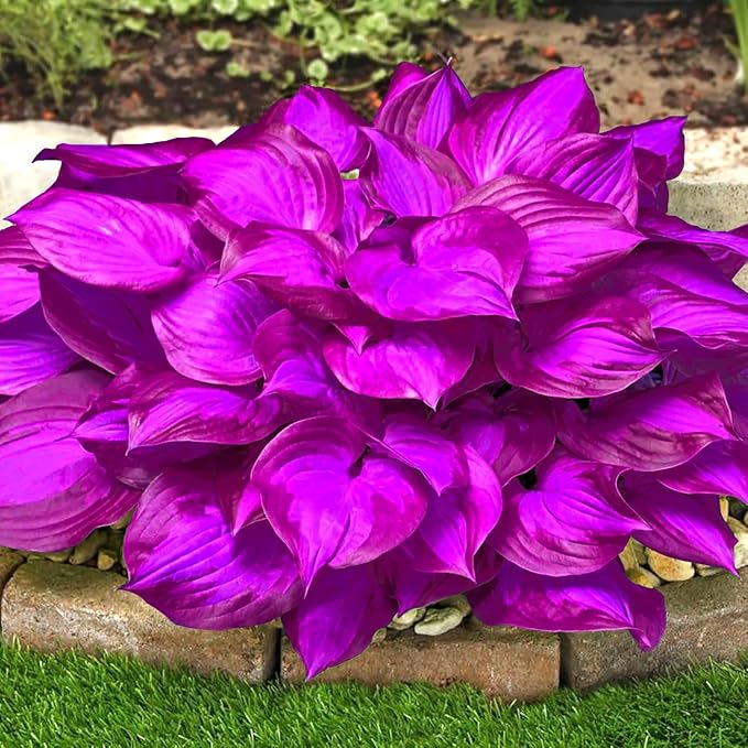 Purple Hosta Seeds - 200pcs Attract Pollinators Perennial Hosta Plants Ease of Planting Ideal for Shaded Gardens