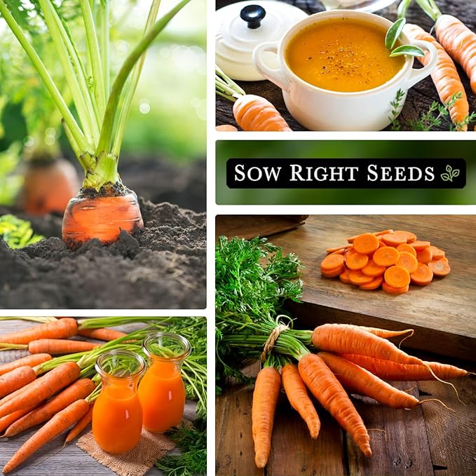 Sow Right Seeds - Scarlet Nantes Carrot Seed for Planting - Non-GMO Heirloom Packet with Instructions to Plant a Home Vegetable Garden - Indoors or Outdoor - Sweet and Vibrant Variety (1)