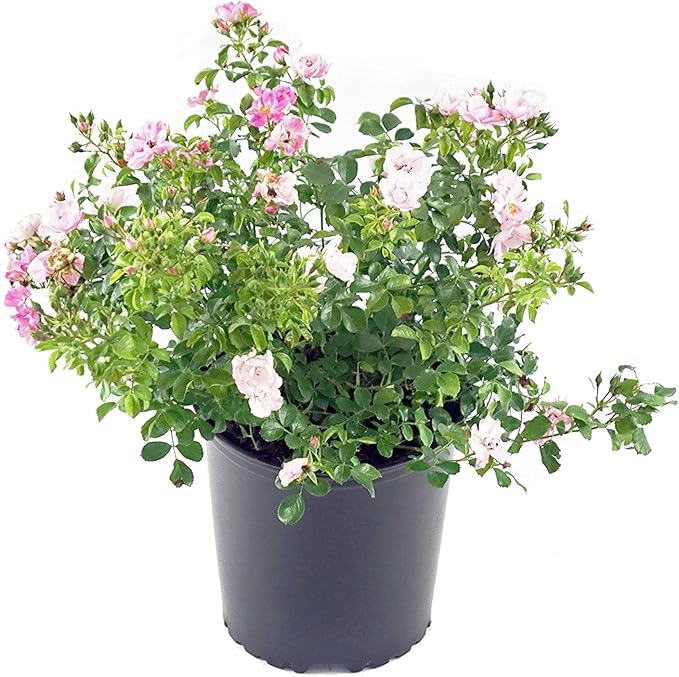 Live Plant from Green Promise Farms Flower Carpet Roses ROSA `FLOWER CARPET APPLE BLOSSOM` Pink Flower Shrub #2 Size Container White