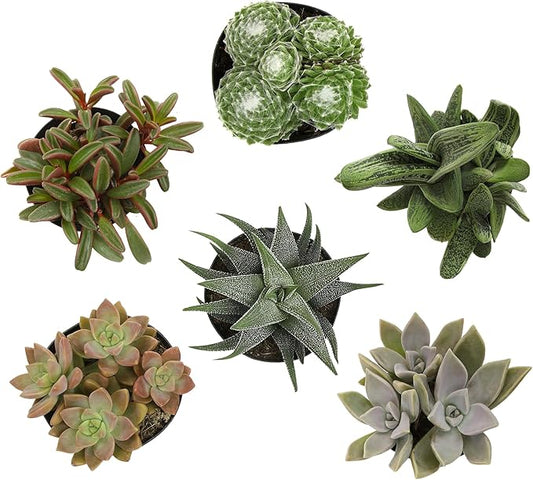 Altman Plants Pet Friendly Plant Pack (6PK) Real Succulents, Pet Safe Plants & Succulent Plants, Live Succulents, Pet Friendly Plants, Live Plants & House Plants in 3.5" Pots with Succulent Soil Mix