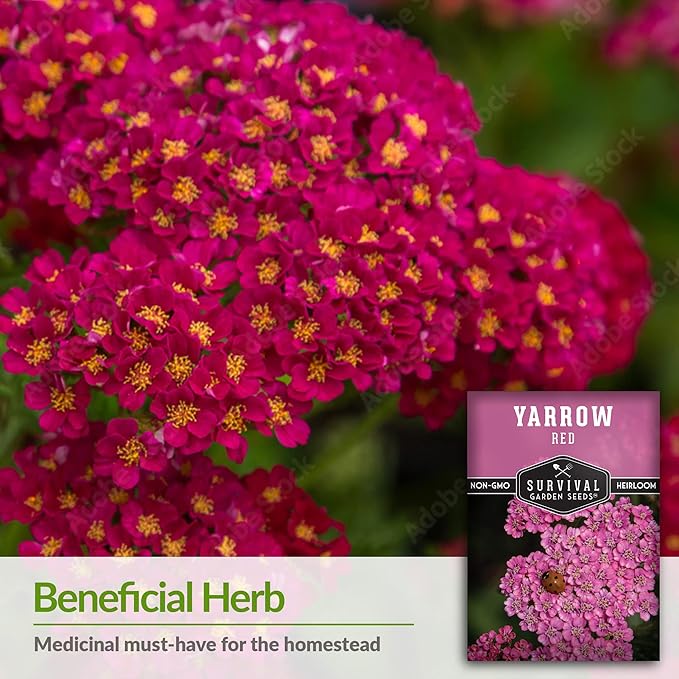 Red Yarrow Seed for Planting in The Garden - 5 Packs with Instructions to Plant and Grow Common Yarrow - Medicinal Herb Wildflowers - Heirloom, Non-GMO, Open-Pollinated Seeds for The Survival Garden