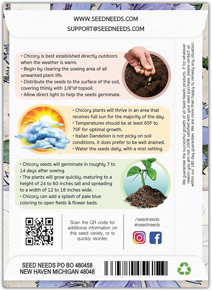 Seed Needs, Chicory Seeds - 500 Heirloom Seeds for Planting Cichorium intybus - Blue Floweres/Wildflowers, Non-GMO & Untreated, Italian Dandelion (2 Packs)