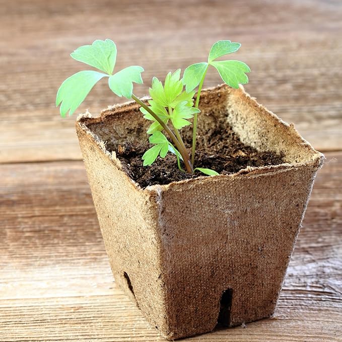 Seed Needs Lovage Seeds for Planting - Non-GMO, Heirloom & Untreated - Organically Grow Your own Medicinal/Culinary Herb Garden Indoors or Outdoors (5 Packs)