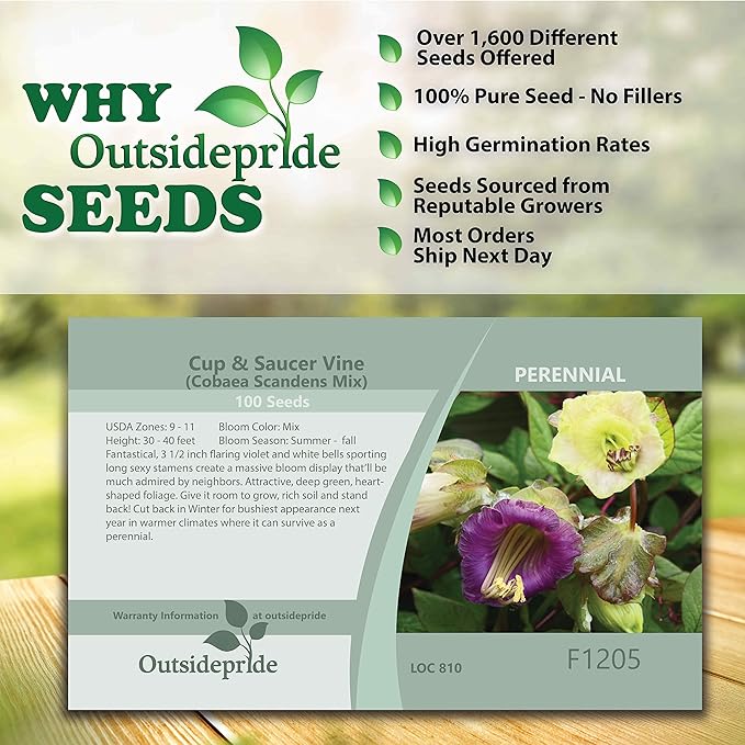 Outsidepride 200 Seeds Perennial Cobaea Cup & Saucer Vine Flower Seed Mix for Planting