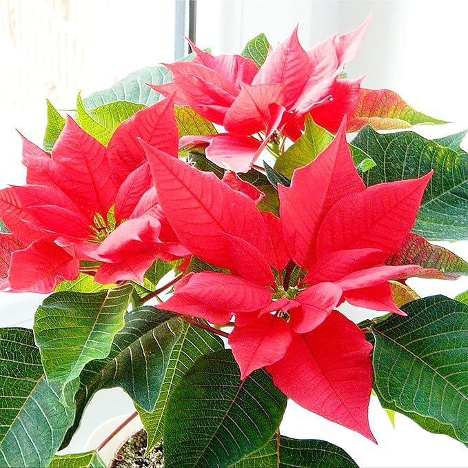 Poinsettia Seeds Christmas Star Perennial Drought Tolerant Landscape Hedges Screens Patio Container Indoor Outdoor 100Pcs Shrub Seeds by YEGAOL GARDEN