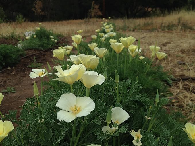 Plant Good Seed White Linen California Poppy Seeds - Pack of 200, Heirloom Seeds for Planting Flowers - Gardening Supplies, Herb Garden, Wildflower, Flower Seeds to Plant Outside - from USA