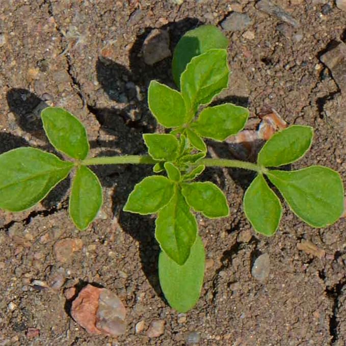 Seed Needs, Cleome Seeds - 1,500 Heirloom Seeds for Planting Cleome hassleriana - Spider Blend Attracts Butterflies, Bumblebees & Other Pollinators (2 Packs)